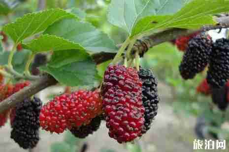 2019南充桑葚基地采摘攻略 2019南充桑葚基地采摘攻略