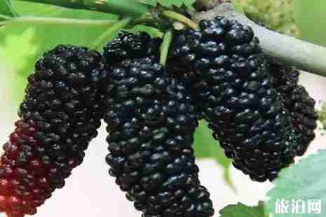 2019南充桑葚基地采摘攻略 2019南充桑葚基地采摘攻略