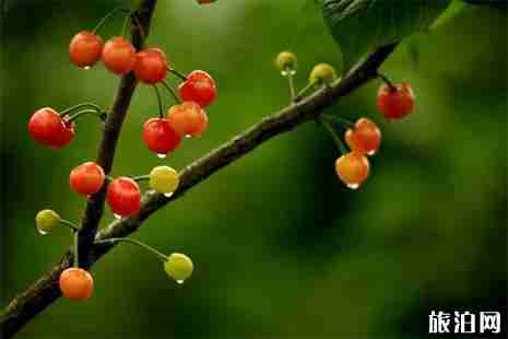 常州摘樱桃的地方 常州摘樱桃的地方