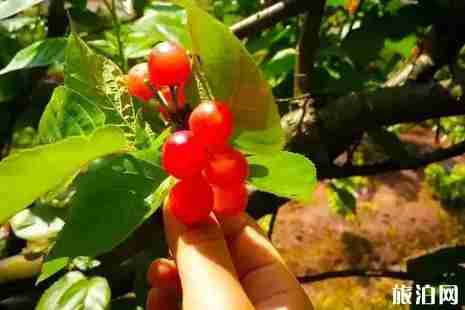 南充樱桃采摘攻略 南充樱桃采摘攻略