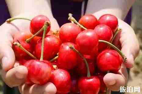 南充樱桃采摘攻略 南充樱桃采摘攻略