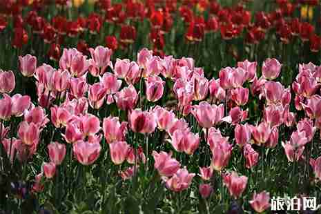 2019洛阳豪泽郁金香花海芍药花季4月26日开启 2019洛阳豪泽郁金香花海芍药花季4月26日开启