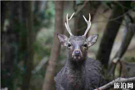日本自然遗产有哪些 日本自然遗产有哪些