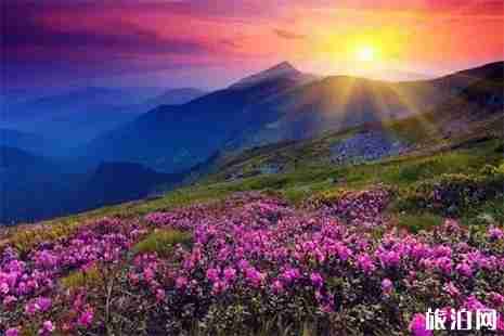 攀枝花延边百灵山杜鹃花海赏花攻略 地址+交通