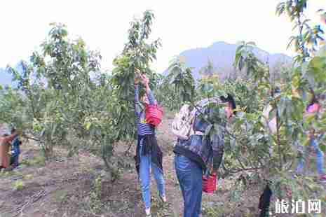 六盘水落别樱桃采摘园在哪