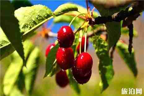 貴州烏當下壩櫻桃采摘 附交通指南 貴州烏當下壩櫻桃采摘 附交通指南