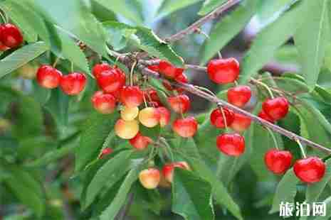 溧阳樱桃采摘 地址+交通 溧阳樱桃采摘 地址+交通