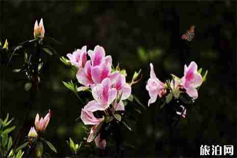 2019溫州澤雅龍井山映山紅 地點+交通攻略