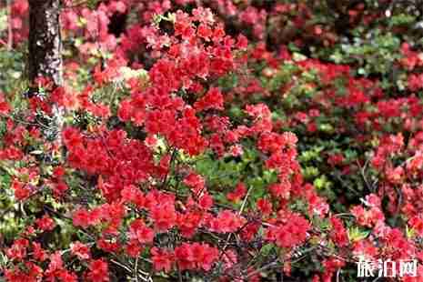 2019溫州澤雅龍井山映山紅 地點+交通攻略