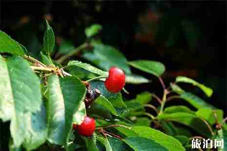 宣城水东镇樱桃采摘 时间+地点 宣城水东镇樱桃采摘 时间+地点