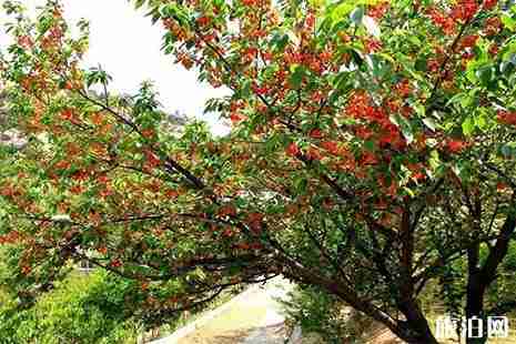 大洋大洋镇贺宅村樱桃采摘攻略 地点+交通+费用 大洋大洋镇贺宅村樱桃采摘攻略 地点+交通+费用