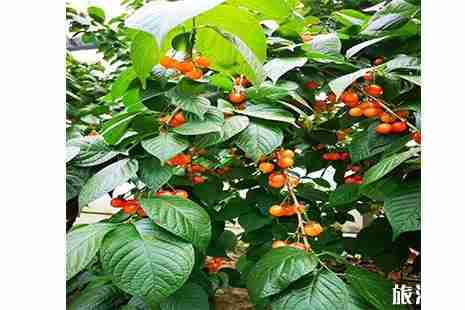 大洋大洋镇贺宅村樱桃采摘攻略 地点+交通+费用 大洋大洋镇贺宅村樱桃采摘攻略 地点+交通+费用