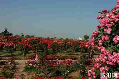 南阳世界月季大观园门票多少钱