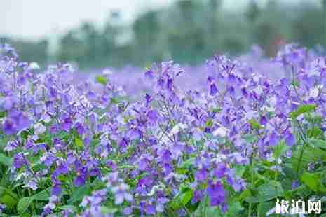 2019五一武汉景区活动 花展+演出信息 2019五一武汉景区活动 花展+演出信息