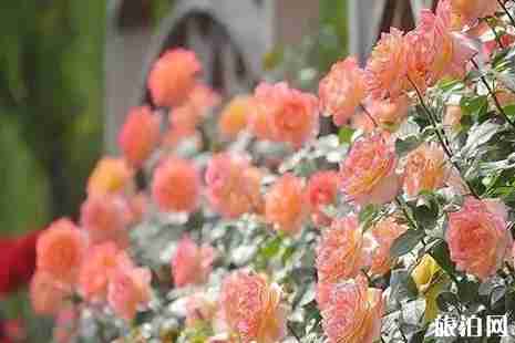 南阳世界月季大观园门票预约 南阳世界月季大观园攻略 南阳世界月季大观园门票预约 南阳世界月季大观园攻略