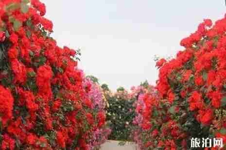 2019南阳世界月季洲际大会时间+游玩攻略 2019南阳世界月季洲际大会时间+游玩攻略