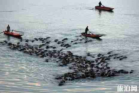 2019嘉陵江放牛节活动攻略