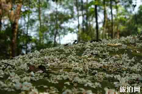 2019仁寿天府生长节暨乡村音乐节活动攻略