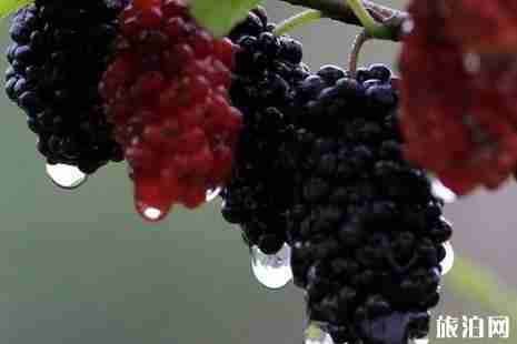 2019上虞丁宅乡桑葚节活动攻略