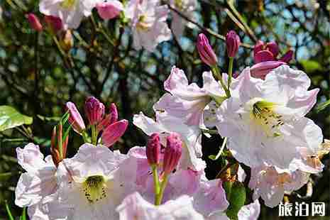 广西杜鹃花哪里最有名 广西杜鹃花哪里最有名
