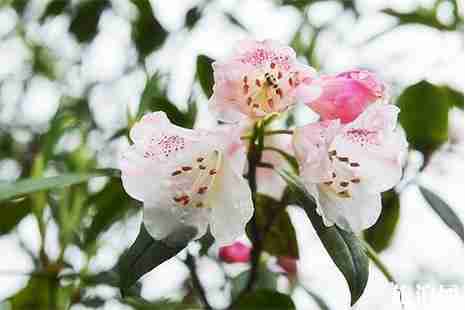 广西杜鹃花哪里最有名 广西杜鹃花哪里最有名