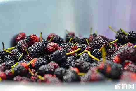 宁波桑葚采摘园推荐 宁波桑葚采摘园推荐