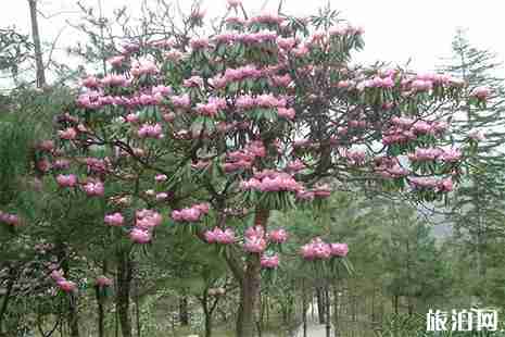 木王森林公园门票价格 附五一优惠活动