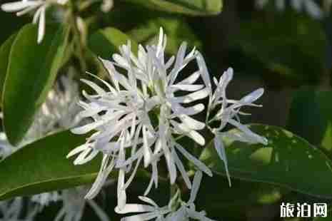 青州市邵庄镇流苏观赏攻略