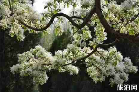 青州市邵庄镇流苏观赏攻略