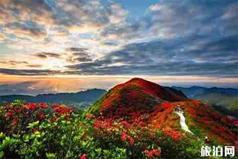 2019五一百里杜鹃还有花吗