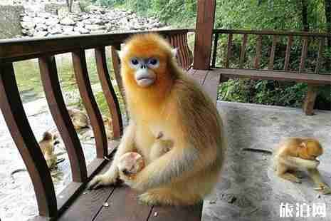 汉中熊猫谷景区在哪里 附五一优惠信息