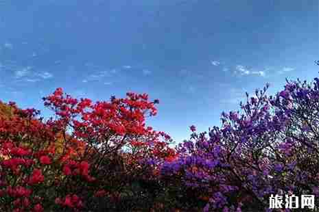 2019五一百里杜鹃还有花吗