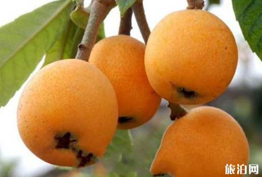 2019重慶大足枇杷旅游文化節時間+地點 重慶哪里有枇杷采摘 