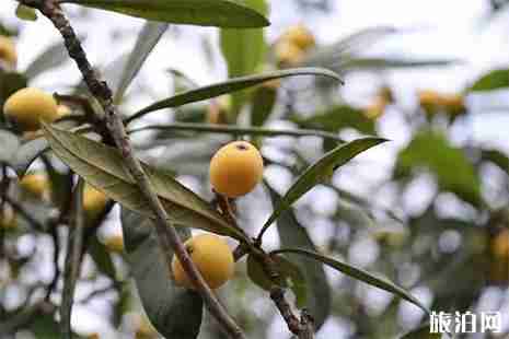 2019杭州塘棲枇杷采摘園推薦