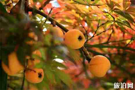 2019杭州塘棲枇杷采摘園推薦