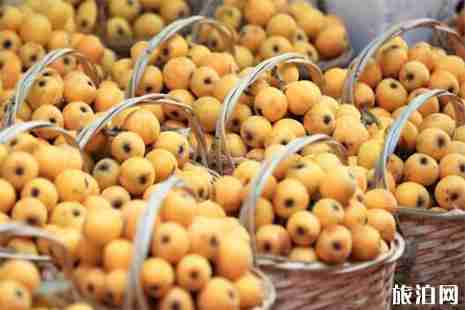 金華山羅店枇杷節5月18日開啟 活動內容+交通指南 金華山羅店枇杷節5月18日開啟 活動內容+交通指南