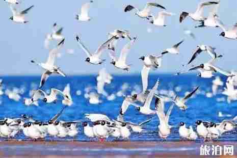 2019浙江人去青海海西州免費 青海海西州旅游景點推薦