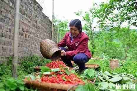 2019綦江櫻桃節(jié) 自駕+采摘信息