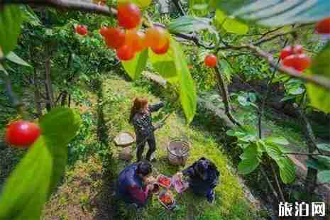 2019綦江櫻桃節(jié) 自駕+采摘信息