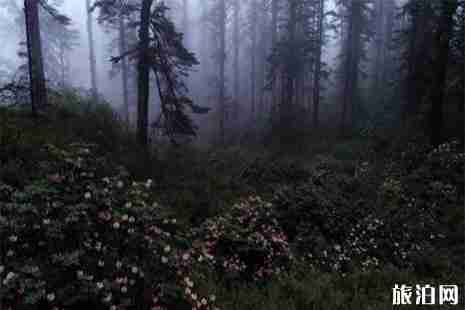 2019瓦屋山杜鵑花幾月開 附賞花攻略+垂釣指南