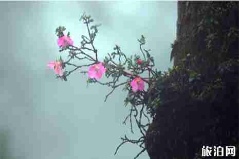 2019瓦屋山杜鵑花幾月開 附賞花攻略+垂釣指南