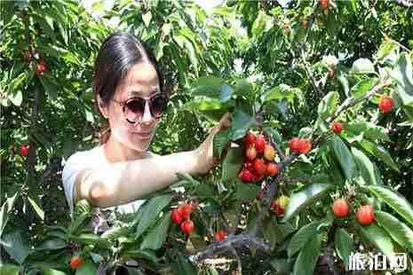 2019臨渭赤水村櫻桃采摘節(jié)5月8日開啟 2019臨渭赤水村櫻桃采摘節(jié)5月8日開啟