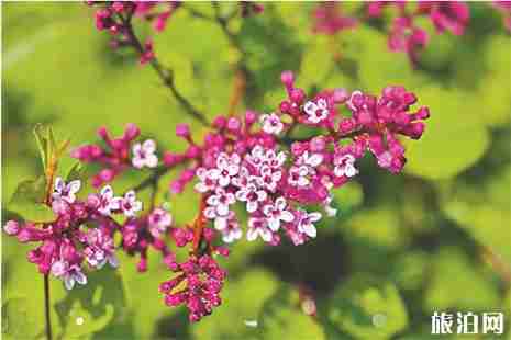 2019哈爾濱丁香節景區優惠信息匯總 2019哈爾濱丁香節景區優惠信息匯總