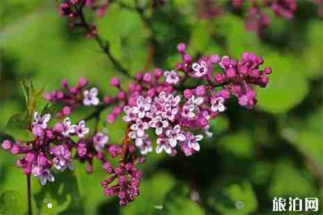 2019哈爾濱賞丁香花的地方盤點