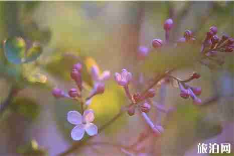2019哈爾濱賞丁香花的地方盤點