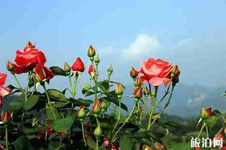 盤龍區(qū)景潤(rùn)公園賞玫瑰指南