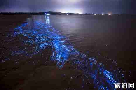 2019平潭藍眼淚時間+在哪里+介紹 2019平潭藍眼淚時間+在哪里+介紹