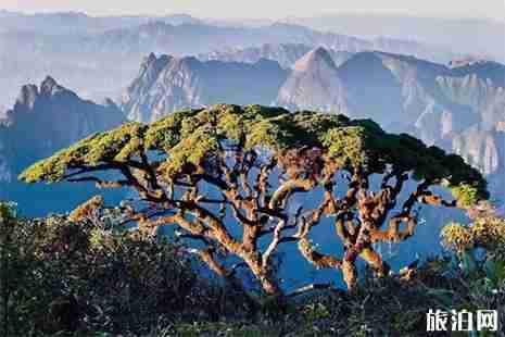 2019广西金秀圣堂山杜鹃花旅游节游玩攻略