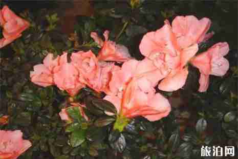 扎兰屯市翠屏山杜鹃坡游玩攻略 扎兰屯市翠屏山杜鹃坡游玩攻略