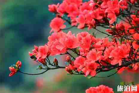 扎兰屯市翠屏山杜鹃坡游玩攻略 扎兰屯市翠屏山杜鹃坡游玩攻略